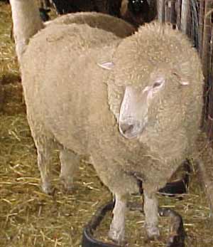 merino sheep produce some of